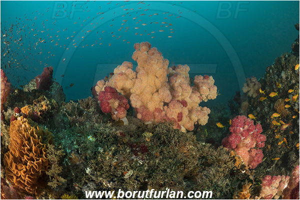 Landers, Umkomaas, South Africa, Indian ocean, Dendronephthya sp., Dendronephthya, Nephtheidae, Soft coral, Coral, Anthozoa, Cnidaria, Cnidarian, Reef, Fish school
