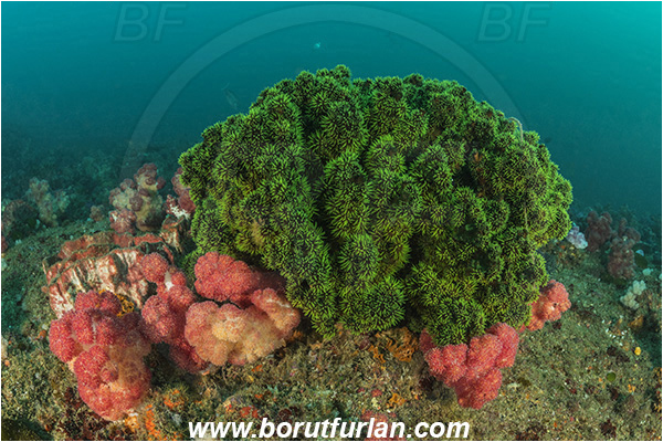 Landers, Umkomaas, South Africa, Indian ocean, Tubastraea micrantha, Tubastraea, Dendrophylliidae, Black sun coral, Coral, Anthozoa, Cnidaria, Cnidarian, Reef