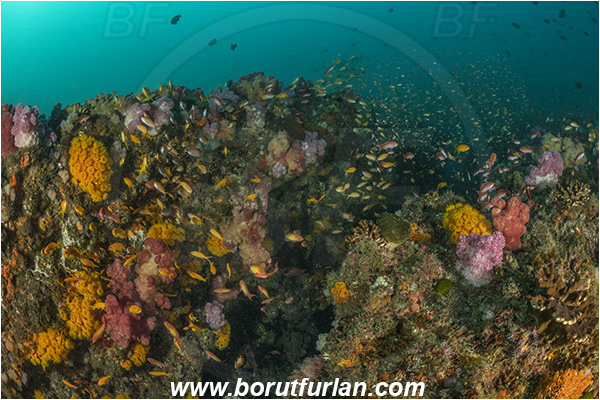 Landers, Umkomaas, South Africa, Indian ocean, Reef, Various benthic life, Fish school