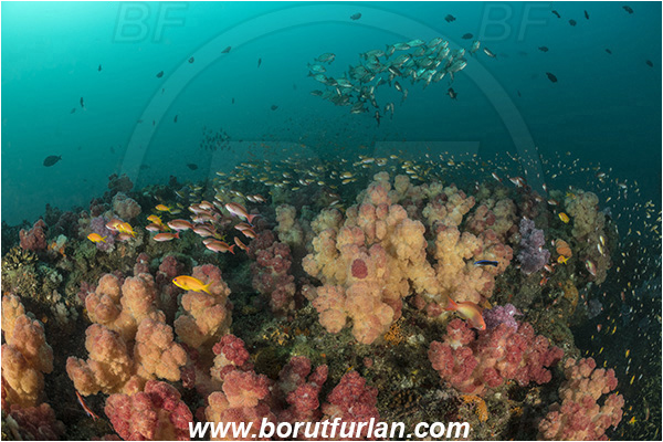 Landers, Umkomaas, South Africa, Indian ocean, Dendronephthya sp., Dendronephthya, Nephtheidae, Soft coral, Coral, Anthozoa, Cnidaria, Cnidarian, Reef, Fish school