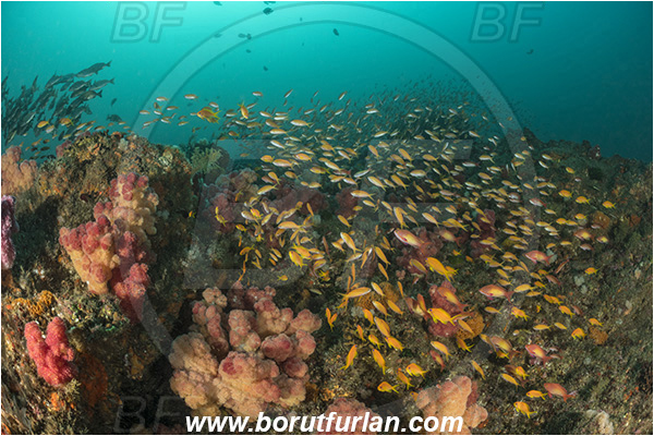 Landers, Umkomaas, South Africa, Indian ocean, Dendronephthya sp., Dendronephthya, Nephtheidae, Soft coral, Coral, Anthozoa, Cnidaria, Cnidarian, Reef, Pseudanthias squamipinnis, Pseudanthias, Serranidae, Lyretail Anthias, Sea goldie, Anthias, Fish, Fish school