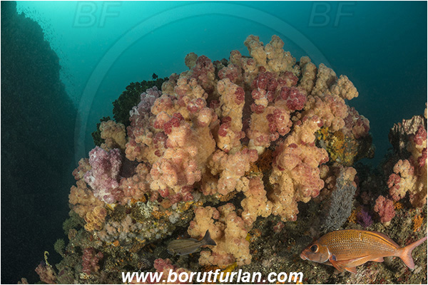 Landers, Umkomaas, South Africa, Indian ocean, Dendronephthya sp., Dendronephthya, Nephtheidae, Soft coral, Coral, Anthozoa, Cnidaria, Cnidarian, Reef