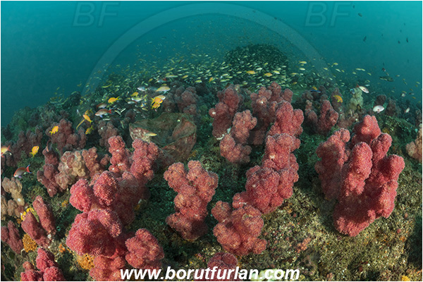 Landers, Umkomaas, South Africa, Indian ocean, Dendronephthya sp., Dendronephthya, Nephtheidae, Soft coral, Coral, Anthozoa, Cnidaria, Cnidarian, Reef, Fish school