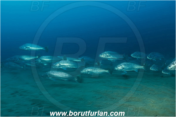 Wreck Produce, Wreck, Umkomaas, South Africa, Indian ocean, Argyrosomus thorpei, Argyrosomus, Sciaenidae, Squaretail kob, Drum, Fish, Fish school, Sand