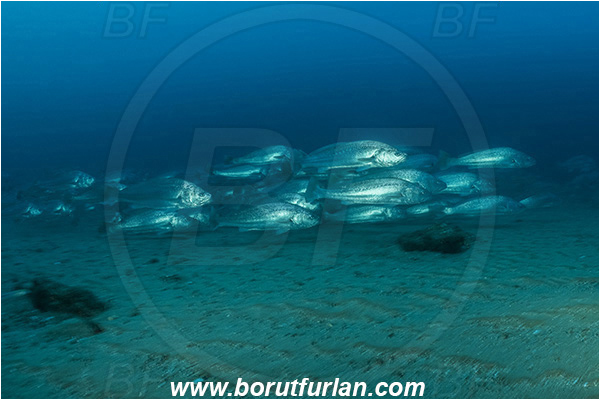 Wreck Produce, Wreck, Umkomaas, South Africa, Indian ocean, Argyrosomus thorpei, Argyrosomus, Sciaenidae, Squaretail kob, Drum, Fish, Fish school, Sand