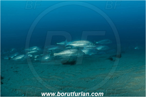 Wreck Produce, Wreck, Umkomaas, South Africa, Indian ocean, Argyrosomus thorpei, Argyrosomus, Sciaenidae, Squaretail kob, Drum, Fish, Fish school, Sand