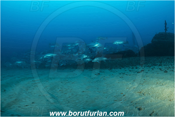 Wreck Produce, Wreck, Umkomaas, South Africa, Indian ocean, Argyrosomus thorpei, Argyrosomus, Sciaenidae, Squaretail kob, Drum, Fish, Fish school, Sand