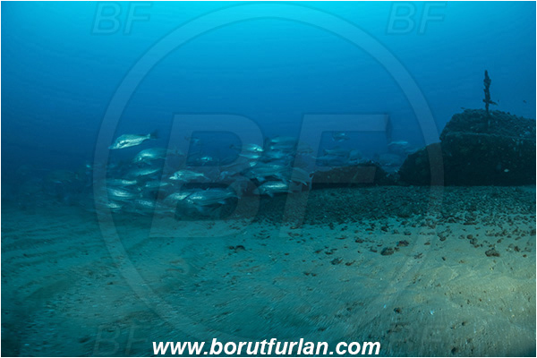 Wreck Produce, Wreck, Umkomaas, South Africa, Indian ocean, Argyrosomus thorpei, Argyrosomus, Sciaenidae, Squaretail kob, Drum, Fish, Fish school, Sand