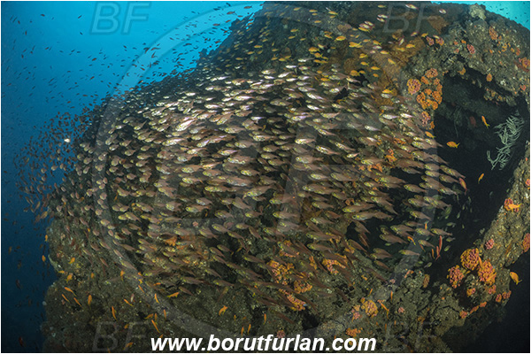 Umkomaas, South Africa, Indian ocean, Wreck Produce, Wreck, Parapriacanthus ransonneti, Parapriacanthus, Pempheridae, Glassfish, Glassy sweeper, Sweeper, Fish, Fish school