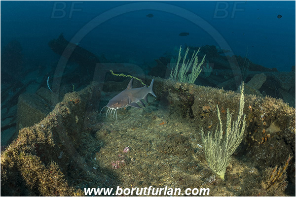 Umkomaas, South Africa, Indian ocean, Wreck Produce, Wreck, Galeichthys trowi, Galeichthys, Ariidae, White berbel, Natal catfish, Catfish, Fish