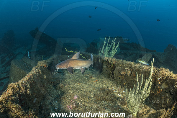 Umkomaas, South Africa, Indian ocean, Wreck Produce, Wreck, Galeichthys trowi, Galeichthys, Ariidae, White berbel, Natal catfish, Catfish, Fish