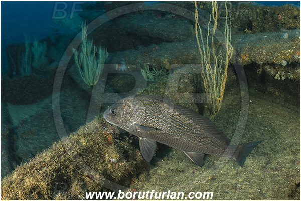 Wreck Produce, Wreck, Umkomaas, South Africa, Indian ocean, Umbrina canariensis, Umbrina, Sciaenidae, Canary drum, Drum, Fish