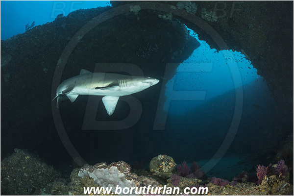 Aliwal shoal, Umkomaas, South Africa, Indian ocean, Carcharias taurus, Carcharias, Odontaspididae, Elasmobranchii, Sand tiger shark, Spotted ragged-tooth shark, Shark, Fish, Reef, Cave