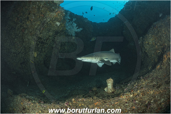 Aliwal shoal, Umkomaas, South Africa, Indian ocean, Carcharias taurus, Carcharias, Odontaspididae, Elasmobranchii, Sand tiger shark, Spotted ragged-tooth shark, Shark, Fish, Reef