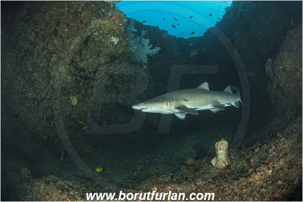 Aliwal shoal, Umkomaas, South Africa, Indian ocean, Carcharias taurus, Carcharias, Odontaspididae, Elasmobranchii, Sand tiger shark, Spotted ragged-tooth shark, Shark, Fish, Reef