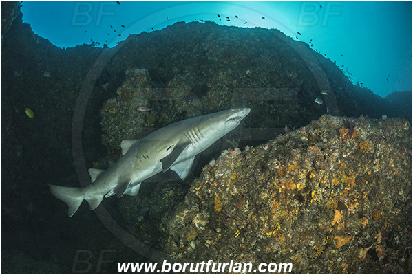 Aliwal shoal, Umkomaas, South Africa, Indian ocean, Carcharias taurus, Carcharias, Odontaspididae, Elasmobranchii, Sand tiger shark, Spotted ragged-tooth shark, Shark, Fish, Reef