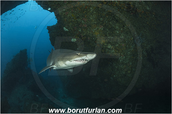 Aliwal shoal, Umkomaas, South Africa, Indian ocean, Carcharias taurus, Carcharias, Odontaspididae, Elasmobranchii, Sand tiger shark, Spotted ragged-tooth shark, Shark, Fish, Reef, Cave, Portrait