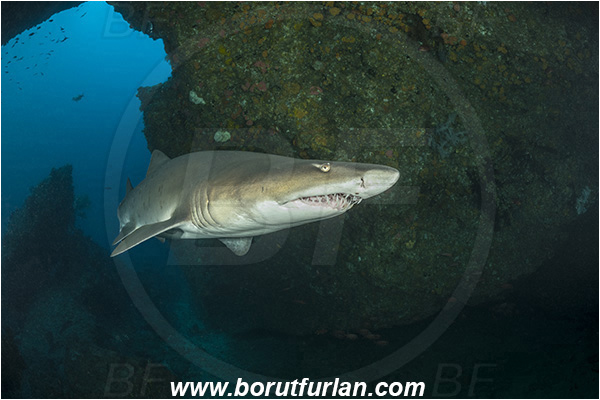 Aliwal shoal, Umkomaas, South Africa, Indian ocean, Carcharias taurus, Carcharias, Odontaspididae, Elasmobranchii, Sand tiger shark, Spotted ragged-tooth shark, Shark, Fish, Reef, Cave, Portrait