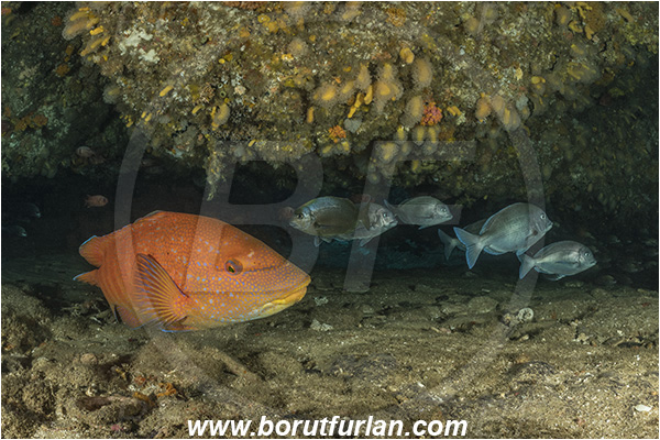Aliwal shoal, Umkomaas, South Africa, Indian ocean, Polyamblyodon germanum, Polyamblyodon, Sparidae, German, Seabream, Fish, Fish school, Reef, Cave, Anchichoerops natalensis, Anchichoerops, Labridae, Natal wrasse, Wrasse, Fish