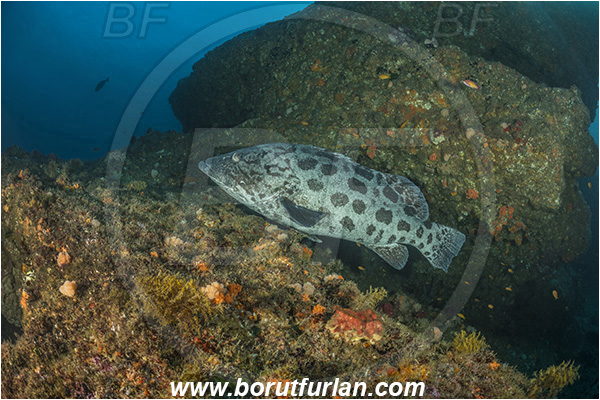 Aliwal shoal, Umkomaas, South Africa, Indian ocean, Epinephelus tukula, Epinephelus, Serranidae, Potato grouper, Grouper, Fish, Reef