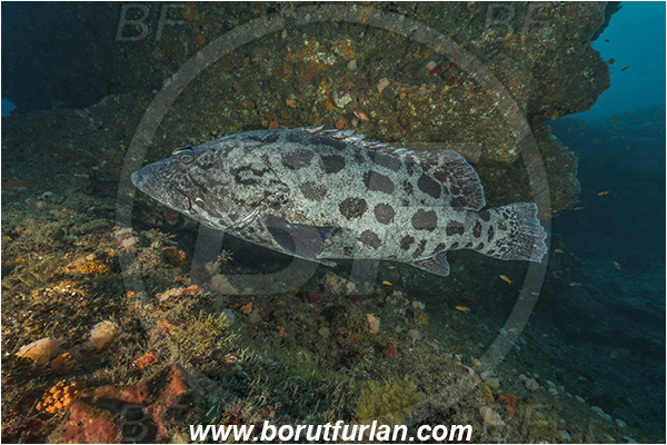 Aliwal shoal, Umkomaas, South Africa, Indian ocean, Epinephelus tukula, Epinephelus, Serranidae, Potato grouper, Grouper, Fish, Reef