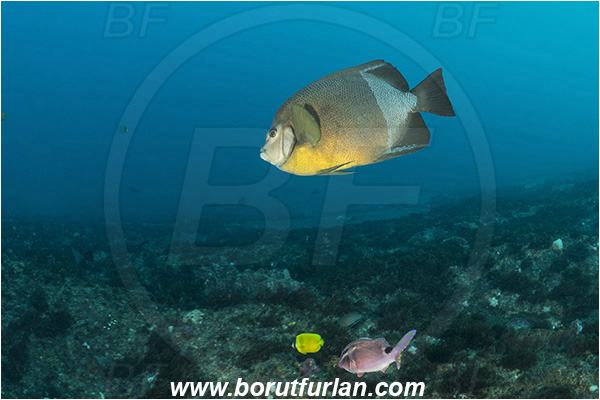 Aliwal shoal, Umkomaas, South Africa, Indian ocean, Pomacanthus rhomboides, Pomacanthus, Pomacanthidae, Old woman angelfish, Angelfish, Fish, Reef