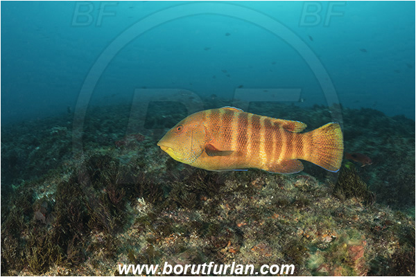 Aliwal shoal, Umkomaas, South Africa, Indian ocean, Anchichoerops natalensis, Anchichoerops, Labridae, Natal wrasse, Wrasse, Fish, Reef