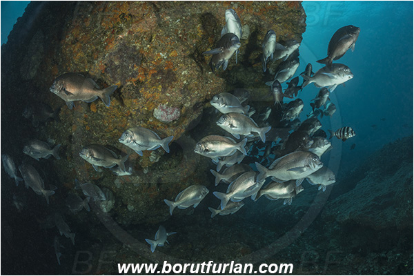 Aliwal shoal, Umkomaas, South Africa, Indian ocean, Polyamblyodon germanum, Polyamblyodon, Sparidae, German, Seabream, Fish, Fish school, Reef