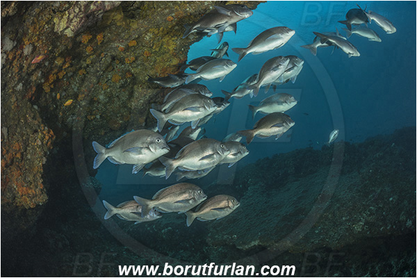 Aliwal shoal, Umkomaas, South Africa, Indian ocean, Polyamblyodon germanum, Polyamblyodon, Sparidae, German, Seabream, Fish, Fish school, Reef, Cave