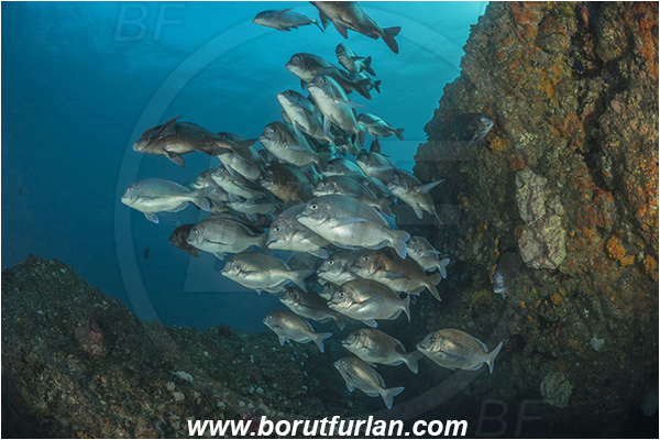 Aliwal shoal, Umkomaas, South Africa, Indian ocean, Polyamblyodon germanum, Polyamblyodon, Sparidae, German, Seabream, Fish, Fish school, Reef