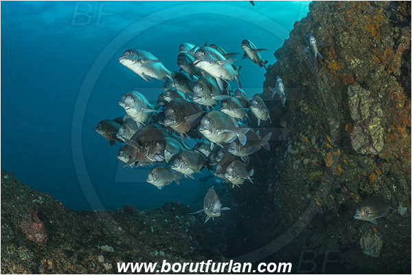 Aliwal shoal, Umkomaas, South Africa, Indian ocean, Polyamblyodon germanum, Polyamblyodon, Sparidae, German, Seabream, Fish, Fish school, Reef