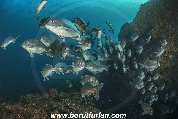Aliwal shoal, Umkomaas, South Africa, Indian ocean, Polyamblyodon germanum, Polyamblyodon, Sparidae, German, Seabream, Fish, Fish school, Reef