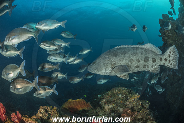 Aliwal shoal, Umkomaas, South Africa, Indian ocean, Epinephelus tukula, Epinephelus, Serranidae, Potato grouper, Grouper, Fish, Polyamblyodon germanum, Polyamblyodon, Sparidae, German, Seabream, Fish school, Reef