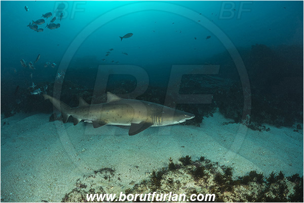 Aliwal shoal, Umkomaas, South Africa, Indian ocean, Carcharias taurus, Carcharias, Odontaspididae, Elasmobranchii, Sand tiger shark, Spotted ragged-tooth shark, Shark, Fish, Reef, Diver