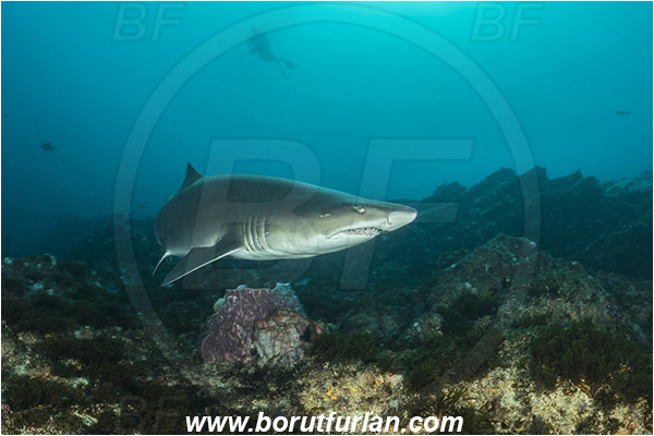 Aliwal shoal, Umkomaas, South Africa, Indian ocean, Carcharias taurus, Carcharias, Odontaspididae, Elasmobranchii, Sand tiger shark, Spotted ragged-tooth shark, Shark, Fish, Reef, Diver