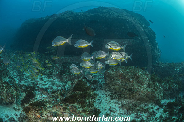 Aliwal shoal, Umkomaas, South Africa, Indian ocean, Rhabdosargus thorpei, Rhabdosargus, Sparidae, Bigeye stumpnose, Seabream, Fish, Fish school, Reef