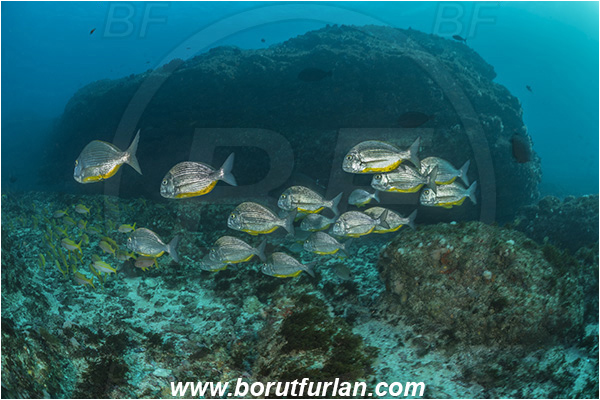 Aliwal shoal, Umkomaas, South Africa, Indian ocean, Rhabdosargus thorpei, Rhabdosargus, Sparidae, Bigeye stumpnose, Seabream, Fish, Fish school, Reef