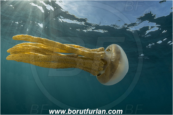 Port St. Johns, South Africa, Indian ocean, Scyphozoa, Cnidaria, Cnidarian, Jellyfish, Unidentified