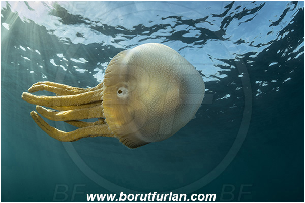 Port St. Johns, South Africa, Indian ocean, Scyphozoa, Cnidaria, Cnidarian, Jellyfish, Unidentified