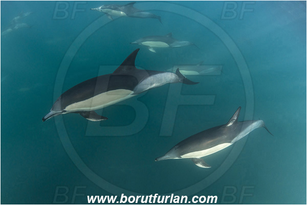 Port St. Johns, South Africa, Indian ocean, Delphinus delphis, Delphinus, Delphinidae, Mammalia, Mammalian, Short-beaked common dolphin, Dolphin, Pod of dolphins