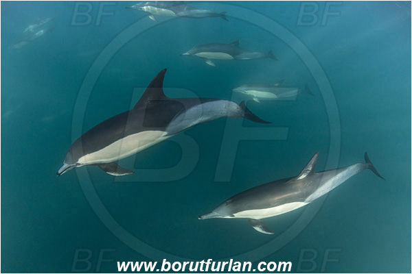 Port St. Johns, South Africa, Indian ocean, Delphinus delphis, Delphinus, Delphinidae, Mammalia, Mammalian, Short-beaked common dolphin, Dolphin, Pod of dolphins
