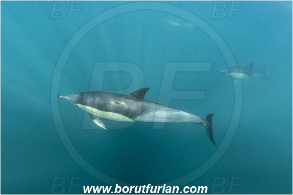 Port St. Johns, South Africa, Indian ocean, Delphinus delphis, Delphinus, Delphinidae, Mammalia, Mammalian, Short-beaked common dolphin, Dolphin