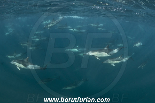 Port St. Johns, South Africa, Indian ocean, Delphinus delphis, Delphinus, Delphinidae, Mammalia, Mammalian, Short-beaked common dolphin, Dolphin, Pod of dolphins