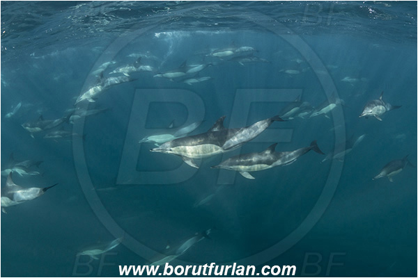 Port St. Johns, South Africa, Indian ocean, Delphinus delphis, Delphinus, Delphinidae, Mammalia, Mammalian, Short-beaked common dolphin, Dolphin, Pod of dolphins