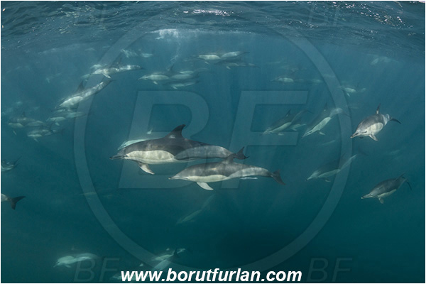 Port St. Johns, South Africa, Indian ocean, Delphinus delphis, Delphinus, Delphinidae, Mammalia, Mammalian, Short-beaked common dolphin, Dolphin, Pod of dolphins