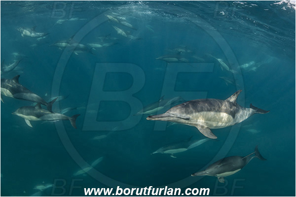 Port St. Johns, South Africa, Indian ocean, Delphinus delphis, Delphinus, Delphinidae, Mammalia, Mammalian, Short-beaked common dolphin, Dolphin, Pod of dolphins