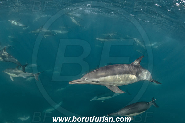 Port St. Johns, South Africa, Indian ocean, Delphinus delphis, Delphinus, Delphinidae, Mammalia, Mammalian, Short-beaked common dolphin, Dolphin, Pod of dolphins
