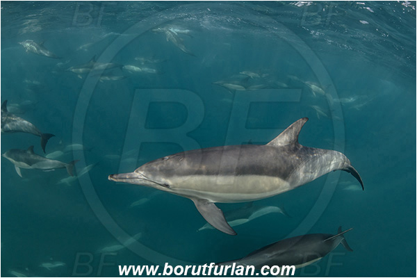Port St. Johns, South Africa, Indian ocean, Delphinus delphis, Delphinus, Delphinidae, Mammalia, Mammalian, Short-beaked common dolphin, Dolphin, Pod of dolphins