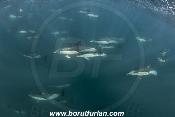 Port St. Johns, South Africa, Indian ocean, Delphinus delphis, Delphinus, Delphinidae, Mammalia, Mammalian, Short-beaked common dolphin, Dolphin, Pod of dolphins