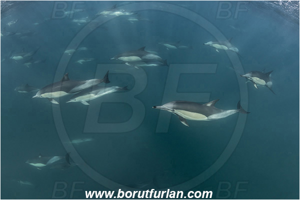 Port St. Johns, South Africa, Indian ocean, Delphinus delphis, Delphinus, Delphinidae, Mammalia, Mammalian, Short-beaked common dolphin, Dolphin, Pod of dolphins